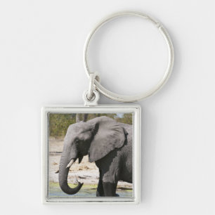 Elephant (Loxodonta africana), Savute Channel Key Ring