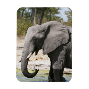 Elephant (Loxodonta africana), Savute Channel Magnet