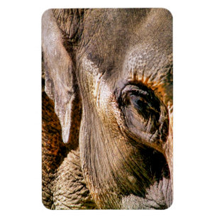ELEPHANT MAGNET