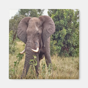 Elephant Magnet
