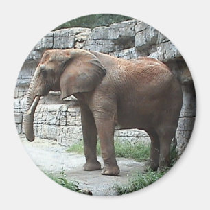 Elephant Magnet
