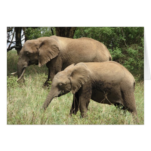 Elephant mother & calf (Front Horizontal)