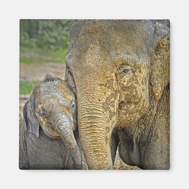 Elephant Newborn Hug Magnet (Front)