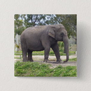 Elephant on Gentle Woodland Path 15 Cm Square Badge