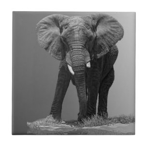 ELEPHANT ON GRADIENT TILE