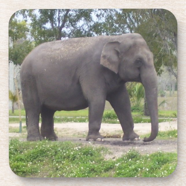 Elephant on Shaded Meadow Walk Coaster (Front)