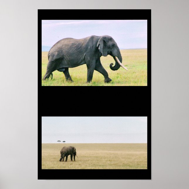 Elephant on the Mara Poster (Front)