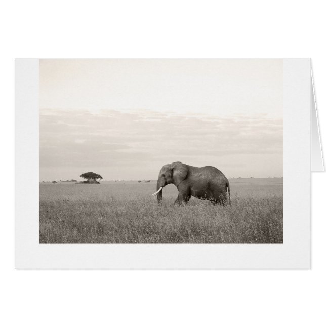Elephant on the savanna (Front Horizontal)