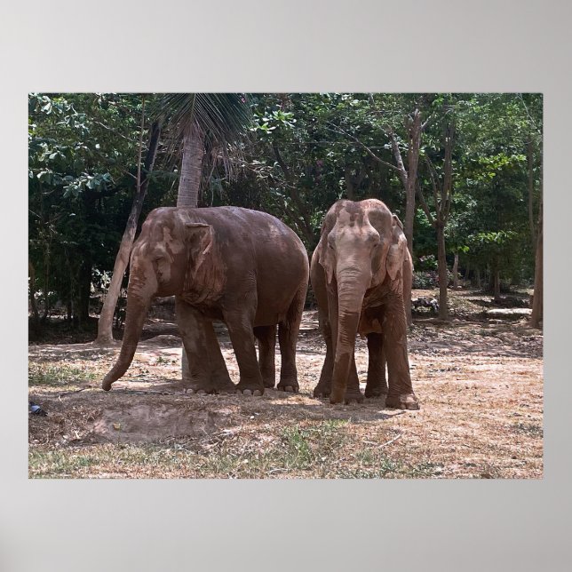 Elephant Pair Poster (Front)
