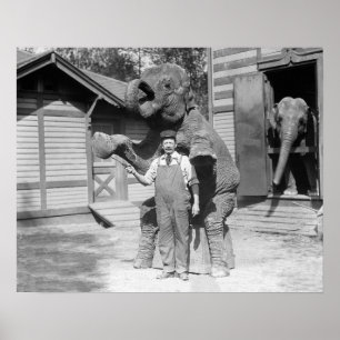Elephant Performs a Trick, 1915. Vintage Photo Poster