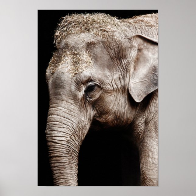 Elephant Photo Image Poster (Front)
