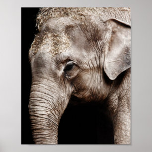 Elephant Photo Image Poster