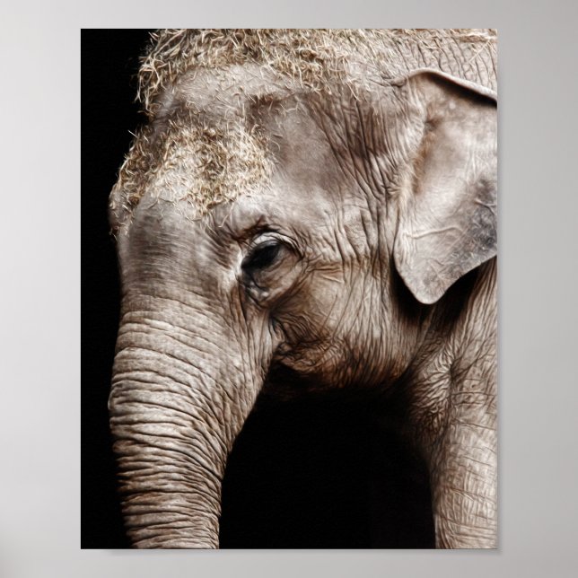 Elephant Photo Image Poster (Front)