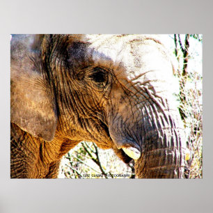 Elephant Photo Poster