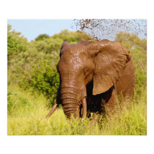 Elephant Photo Print