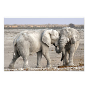 Elephant Photo Print