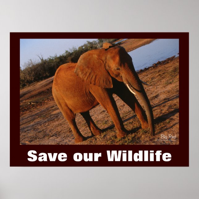 Elephant Photo Save Our Wildlife Poster (Front)