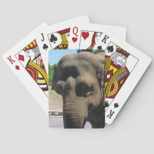 Elephant playing cards