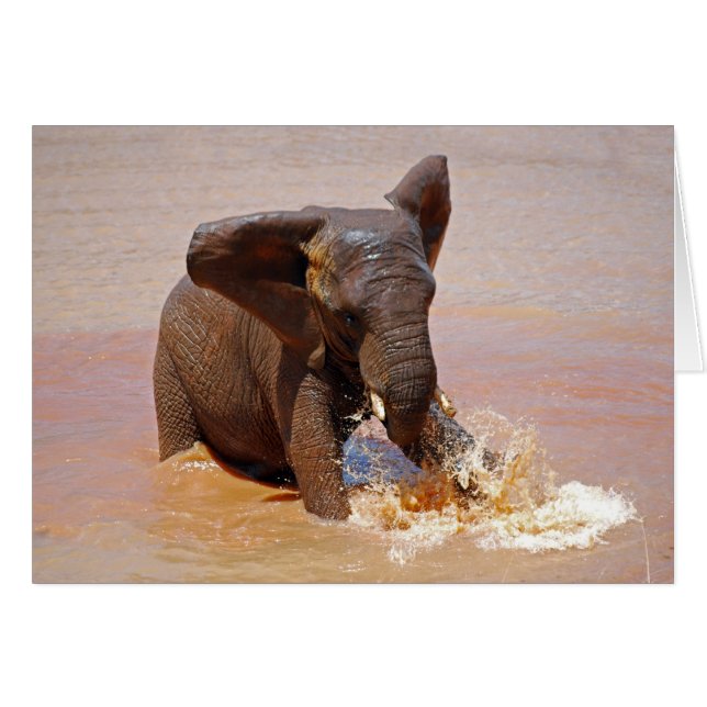 Elephant playing with water (Front Horizontal)