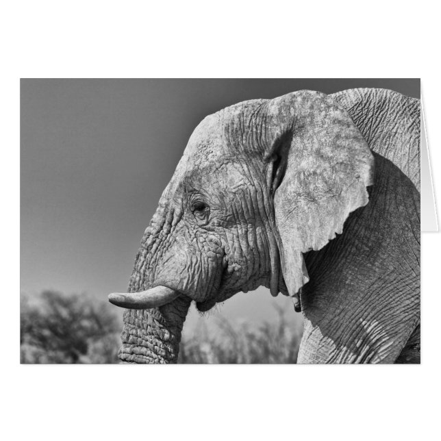Elephant portrait (Front Horizontal)