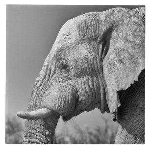 Elephant portrait ceramic tile