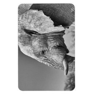 Elephant portrait magnet