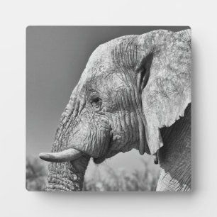 Elephant portrait plaque