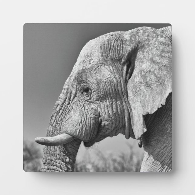 Elephant portrait plaque (Front)