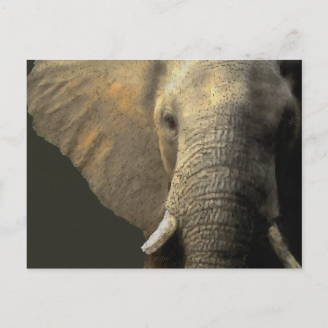 Elephant Portrait Postcard (Front)