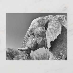 Elephant portrait postcard