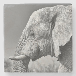 Elephant portrait stone coaster