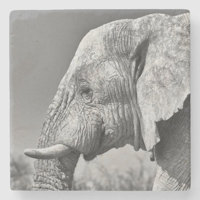 Elephant portrait stone coaster (Front)