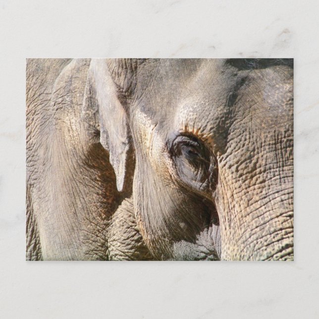 ELEPHANT POSTCARD (Front)