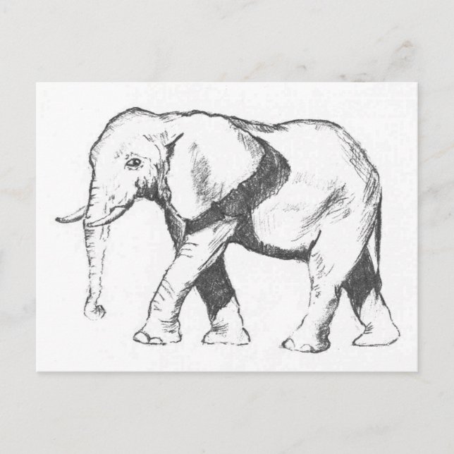 Elephant Postcard (Front)