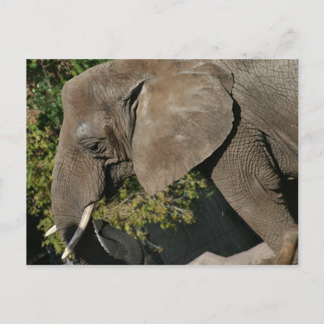 Elephant Postcard (Front)