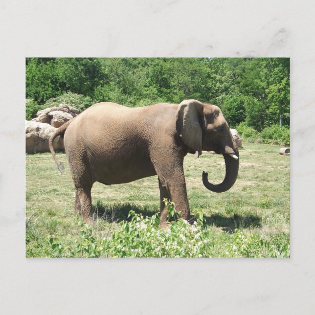Elephant Postcard (Front)