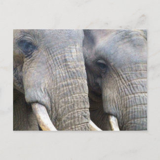 Elephant Postcard