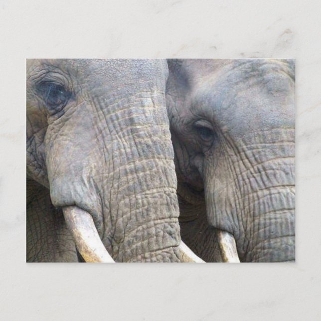 Elephant Postcard (Front)