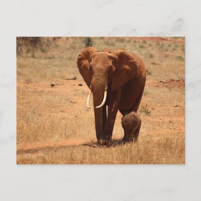 Elephant Postcard (Front)