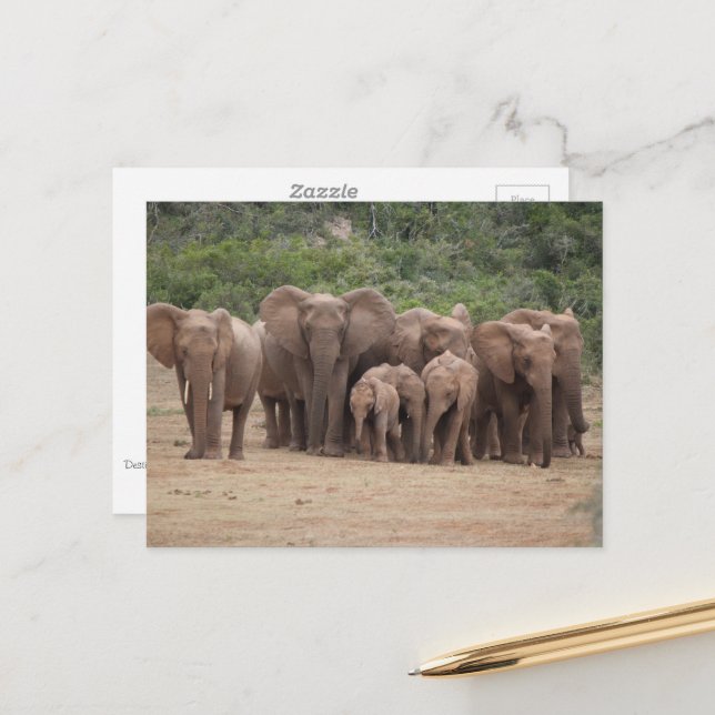 Elephant  postcard (Front/Back In Situ)