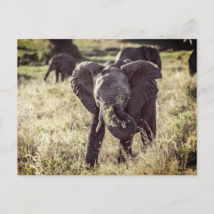 Elephant Postcard