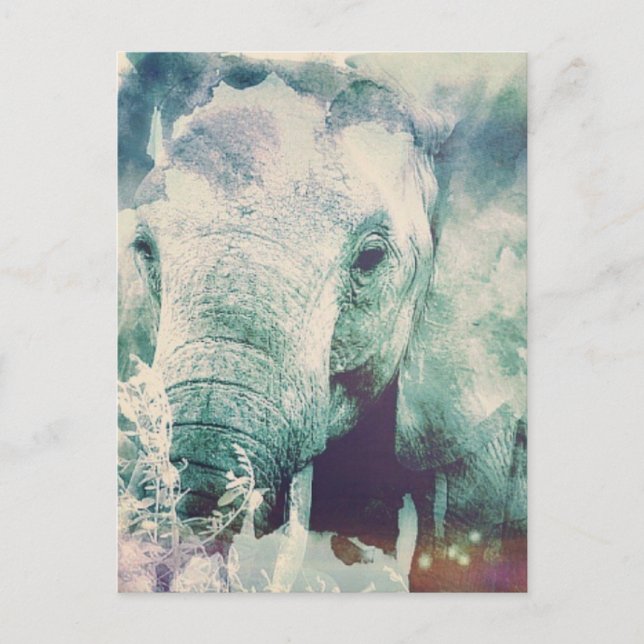 Elephant Postcard (Front)
