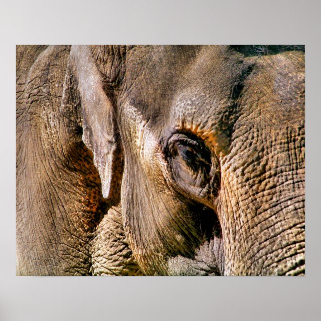 ELEPHANT POSTER (Front)