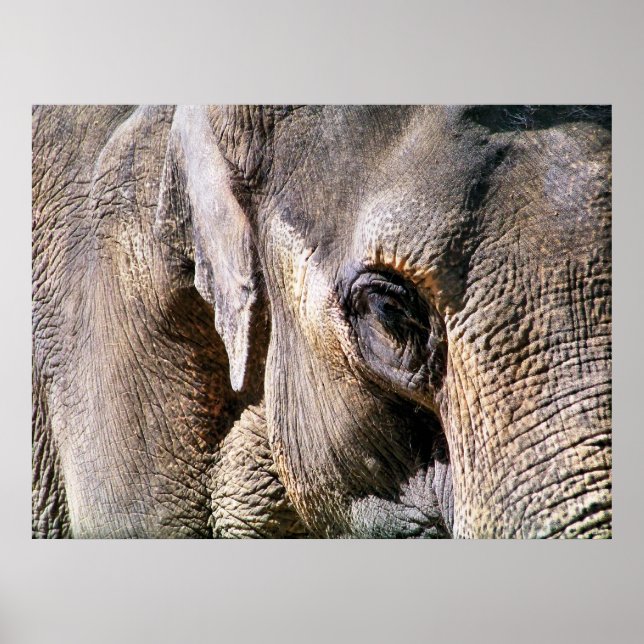 ELEPHANT POSTER (Front)