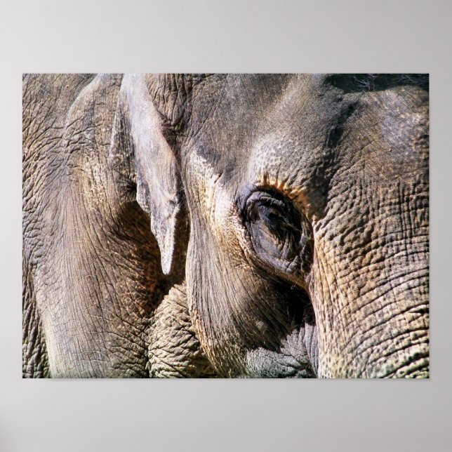 ELEPHANT POSTER (Front)