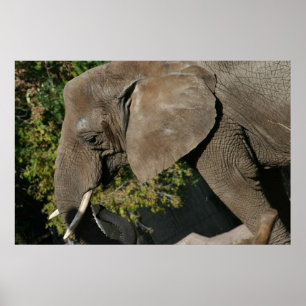 Elephant Poster