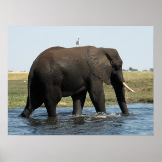 Elephant Poster