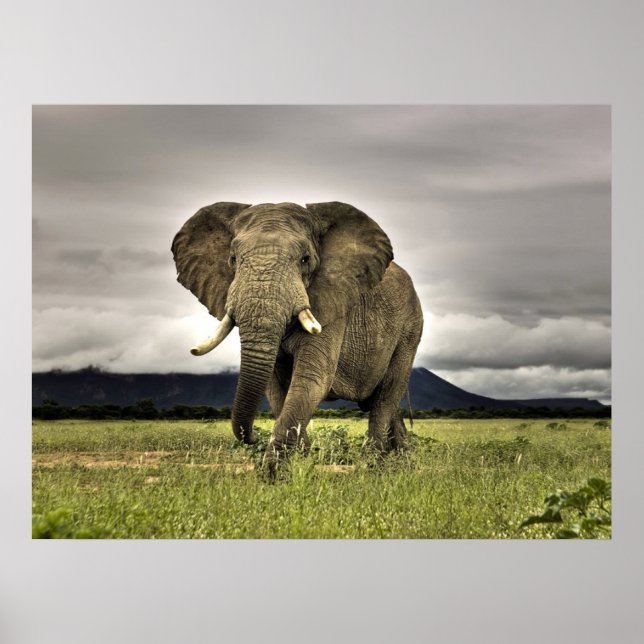 Elephant Posters (Front)