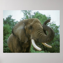 Elephant Posters