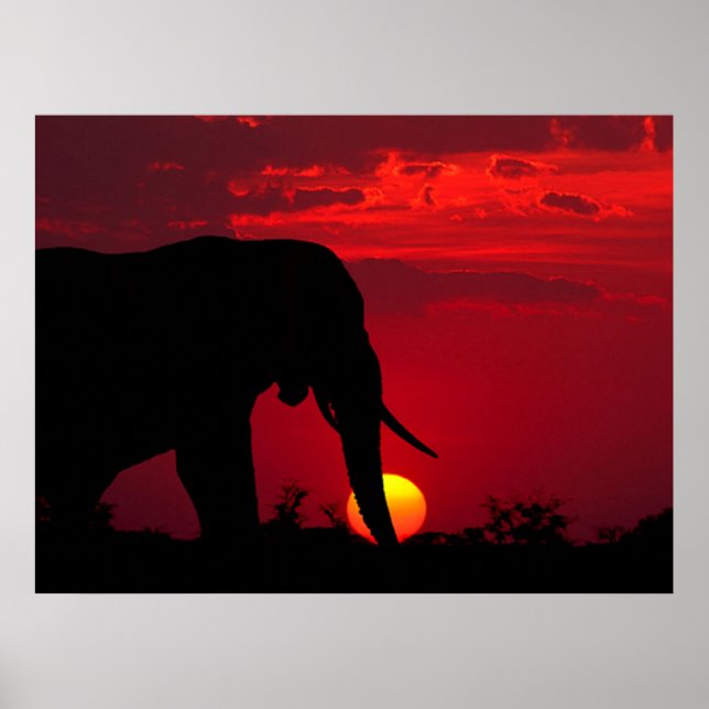 Elephant Posters (Front)